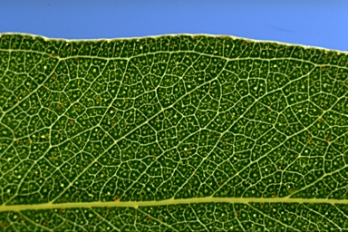 APII jpeg image of Eucalyptus viminalis subsp. cygnetensis  © contact APII