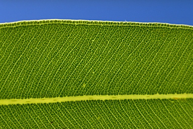 APII jpeg image of Corymbia plena  © contact APII