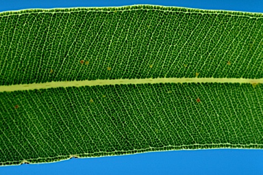 APII jpeg image of Corymbia lamprophylla  © contact APII