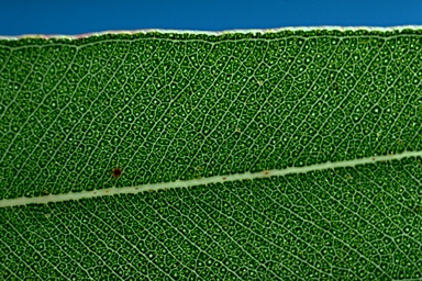 APII jpeg image of Corymbia citriodora  © contact APII