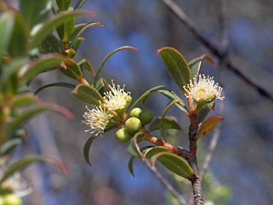APII jpeg image of Eucalyptus recurva  © contact APII