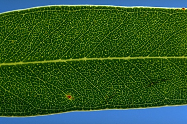 APII jpeg image of Eucalyptus baeuerlenii  © contact APII