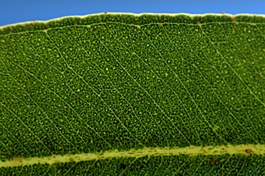 APII jpeg image of Eucalyptus punctata  © contact APII