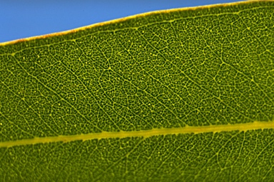 APII jpeg image of Eucalyptus cladocalyx  © contact APII