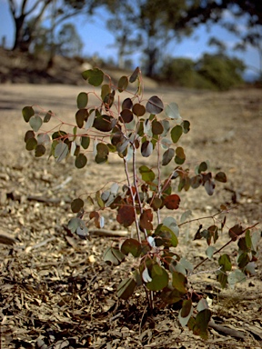 APII jpeg image of Eucalyptus dawsonii  © contact APII