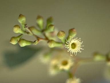 APII jpeg image of Eucalyptus conica  © contact APII