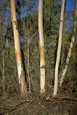 APII jpeg image of Eucalyptus dwyeri  © contact APII