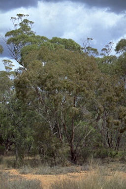 APII jpeg image of Eucalyptus bakeri  © contact APII