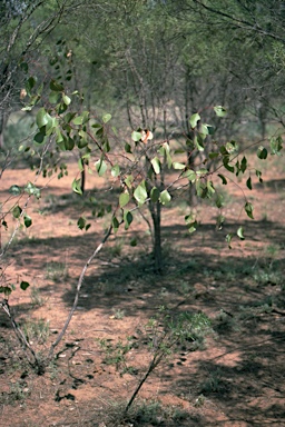 APII jpeg image of Eucalyptus populnea  © contact APII