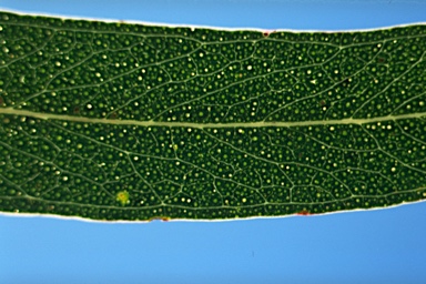 APII jpeg image of Eucalyptus badjensis  © contact APII