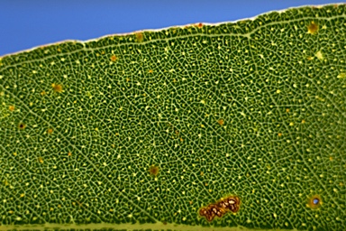 APII jpeg image of Eucalyptus paniculata  © contact APII