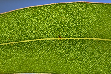 APII jpeg image of Eucalyptus siderophloia  © contact APII