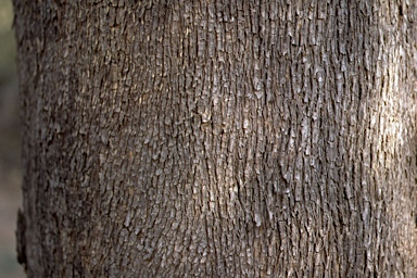 APII jpeg image of Eucalyptus hypostomatica  © contact APII