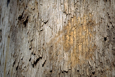 APII jpeg image of Eucalyptus acmenoides  © contact APII