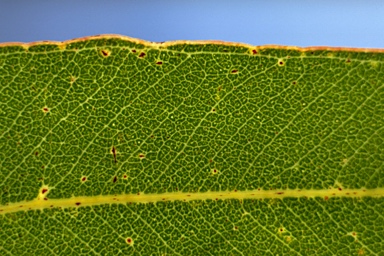 APII jpeg image of Eucalyptus henryi  © contact APII