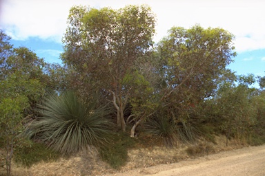 APII jpeg image of Eucalyptus phenax subsp. compressa  © contact APII