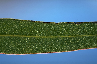 APII jpeg image of Eucalyptus cneorifolia  © contact APII