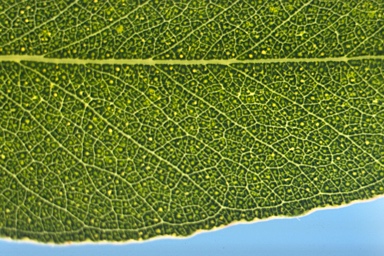 APII jpeg image of Eucalyptus brookeriana  © contact APII