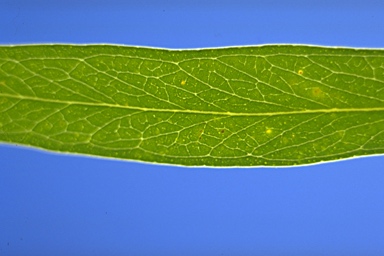 APII jpeg image of Eucalyptus amygdalina  © contact APII