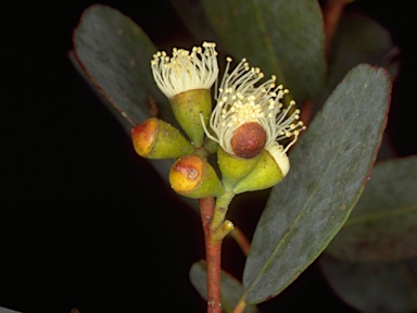 APII jpeg image of Eucalyptus rodwayi  © contact APII