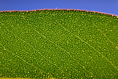 APII jpeg image of Eucalyptus chapmaniana  © contact APII