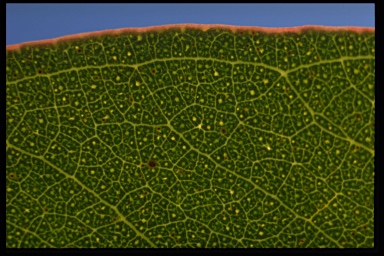 APII jpeg image of Eucalyptus goniocalyx ? subsp. saxicola ?  © contact APII
