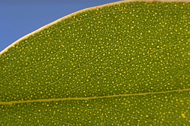 APII jpeg image of Eucalyptus populnea  © contact APII