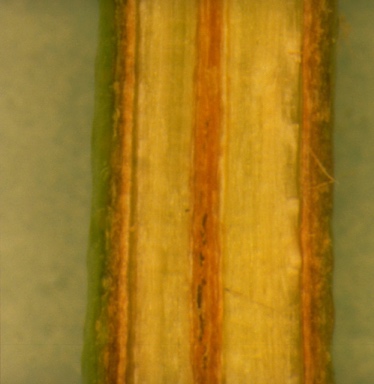 APII jpeg image of Eucalyptus gillii  © contact APII