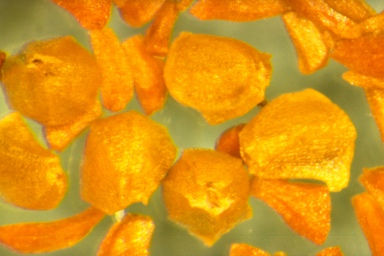 APII jpeg image of Eucalyptus camaldulensis subsp. acuta  © contact APII