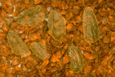 APII jpeg image of Eucalyptus odontocarpa  © contact APII