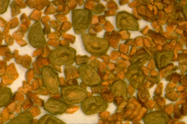 APII jpeg image of Eucalyptus fasciculosa  © contact APII