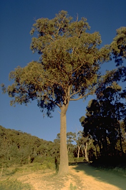 APII jpeg image of Eucalyptus macrorhyncha subsp. macrorhyncha  © contact APII