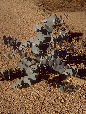 APII jpeg image of Eucalyptus goniocalyx  © contact APII