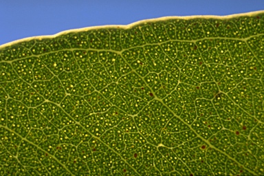 APII jpeg image of Eucalyptus amplifolia subsp. sessiliflora  © contact APII