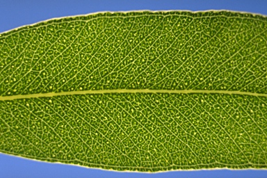 APII jpeg image of Eucalyptus acaciiformis  © contact APII