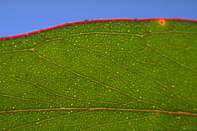 APII jpeg image of Eucalyptus campanulata subsp. campanulata  © contact APII