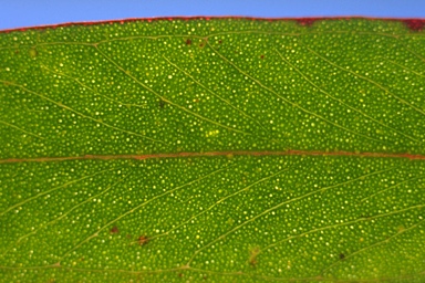 APII jpeg image of Eucalyptus cameronii  © contact APII