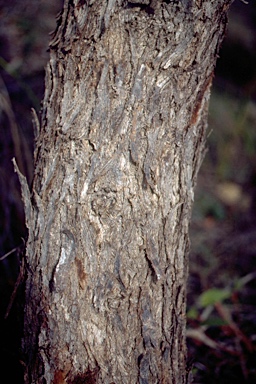 APII jpeg image of Eucalyptus porosa  © contact APII