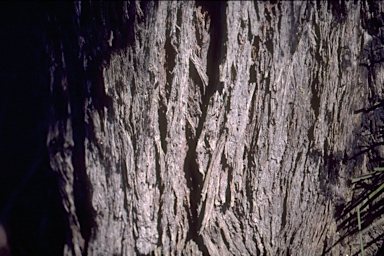 APII jpeg image of Eucalyptus sieberi  © contact APII