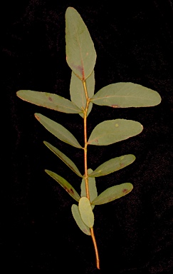 APII jpeg image of Eucalyptus aromaphloia subsp. aromaphloia  © contact APII
