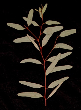 APII jpeg image of Eucalyptus melliodora  © contact APII