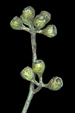 APII jpeg image of Eucalyptus polybractea  © contact APII