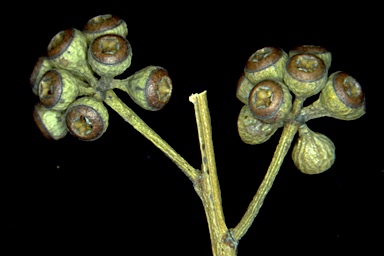APII jpeg image of Eucalyptus racemosa  © contact APII