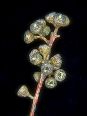 APII jpeg image of Eucalyptus nicholii  © contact APII