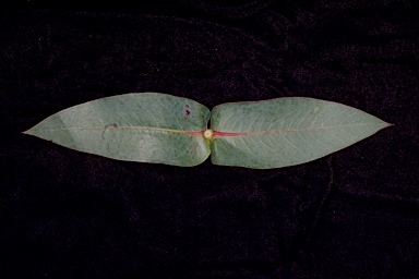 APII jpeg image of Eucalyptus nitens  © contact APII