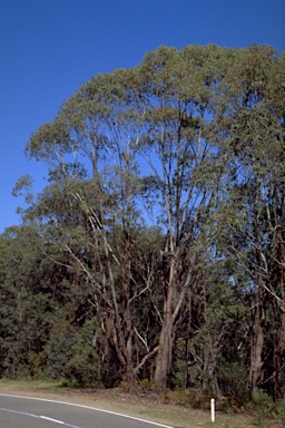 APII jpeg image of Eucalyptus chapmaniana  © contact APII