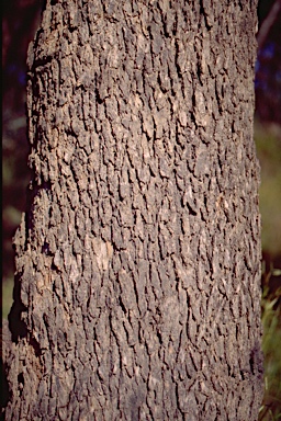 APII jpeg image of Eucalyptus bridgesiana  © contact APII