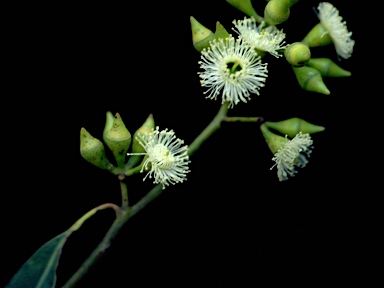 APII jpeg image of Eucalyptus siderophloia  © contact APII