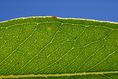 APII jpeg image of Eucalyptus malacoxylon  © contact APII