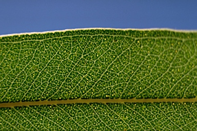 APII jpeg image of Eucalyptus nobilis  © contact APII